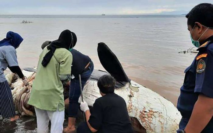 Tim Peneliti Gabungan Lakukan Pemeriksaan Terhadap Bangkai Paus Orca di Banyuwangi