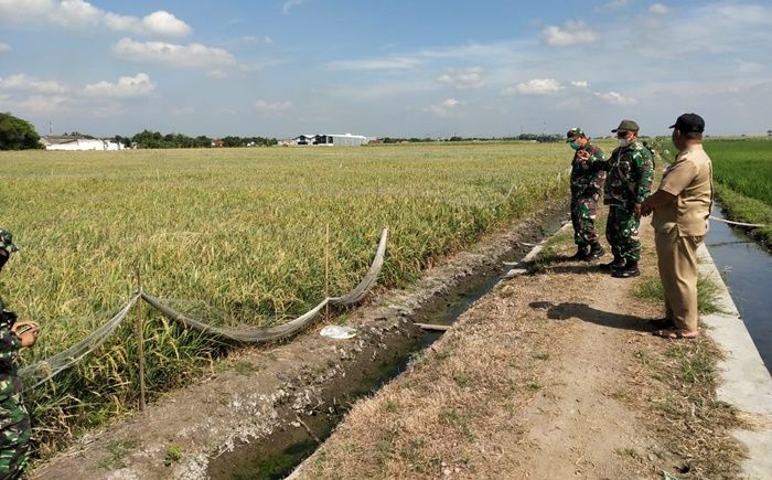 Bina Ketahanan Pangan, Kodim 0816 Sidoarjo Buat Percontohan Penanaman Padi