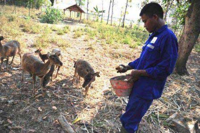 Pertamina EP Kembangbiakkan Rusa di Bojonegoro