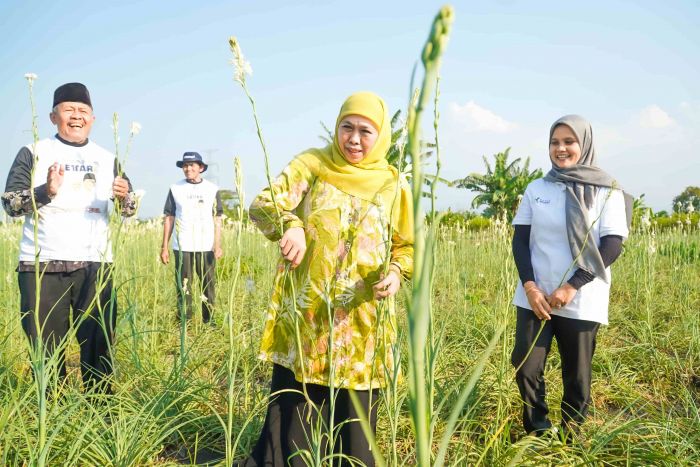 Bersama para Petani Milenial, Khofifah Panen Bunga Sedap Malam di Pasuruan