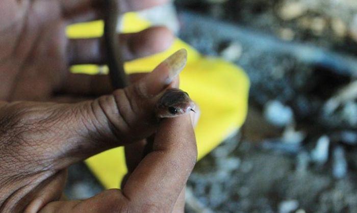 Masuk ke Permukiman, Ular Kobra Teror Warga Tuban