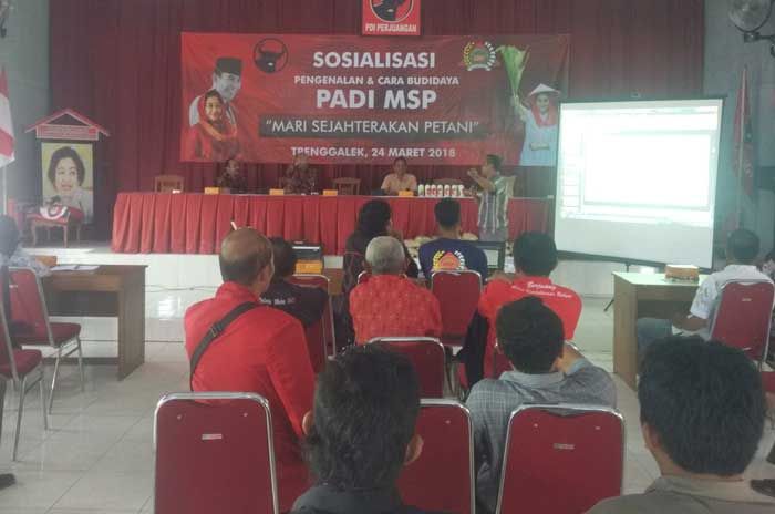 DPC PDIP Trenggalek Berikan Benih Padi MSP Secara Gratis pada Petani