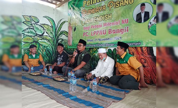 Ini Perbedaan Pisang Cavendish Asli dan Palsu