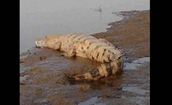 Buaya Kali Porong juga Muncul di Ngoro Mojokerto