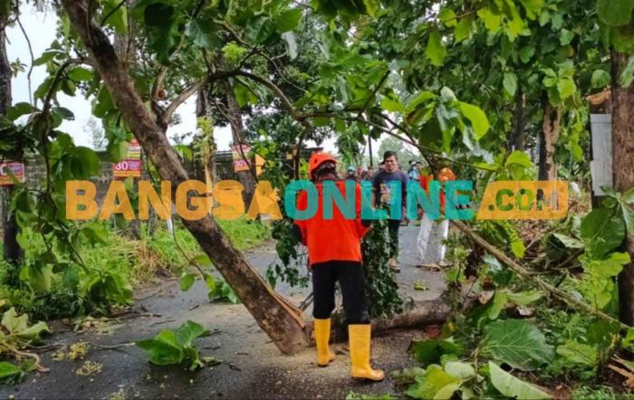 Antisipasi Pohon Tumbang, BPBD Jember Terjunkan Tim Pemangkas