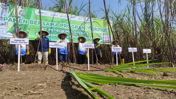 Produksi, Rendemen dan Pendapatan Tebu Makmur di Mojokerto Melejit 