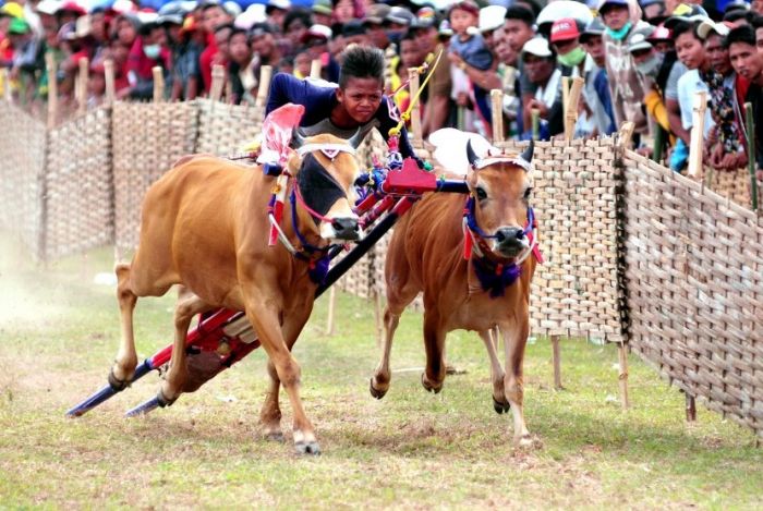 ​Kerapan Sapi Piala Presiden di Madura Ditunda, Cak Firman: Demi Kesehatan Masyarakat