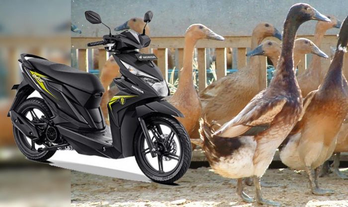 Ditinggal Kejar Bebek, Motor Honda Beat Milik Warga Merakurak Digondol Pencuri