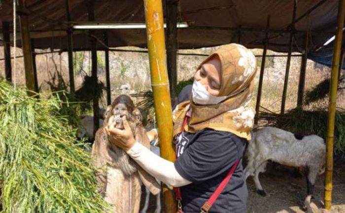 Sidak Hewan Kurban, Petugas DPKP Kabupaten Pasuruan Dapati Ternak Sakit Ringan