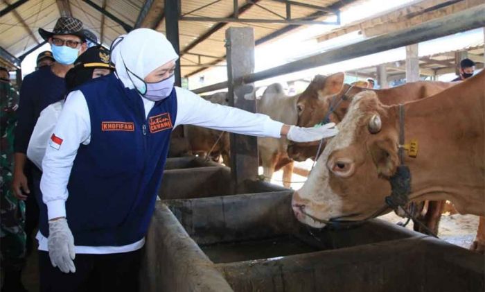 Angka Kelahiran Sapi di Jawa Timur Tertinggi Nasional, Gubernur Khofifah Tekankan 2 Hal ini