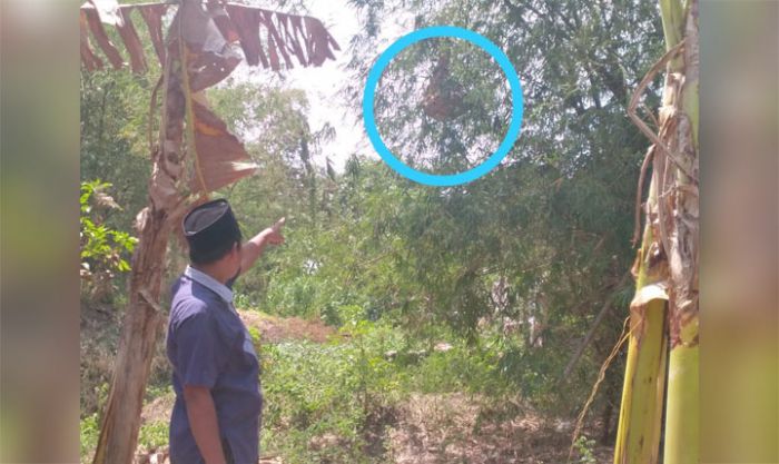 Petani di Tuban Tewas Setelah Diserang Ratusan Tawon Ndas