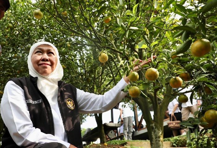 Selain Apel, Kota Batu Miliki Wisata Petik Jeruk yang Menjanjikan, Khofifah: Ini Daya Tarik Baru