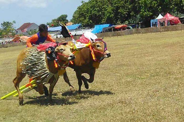 Tari Pecot Awali Karapan Sapi Piala Presiden di Pamekasan