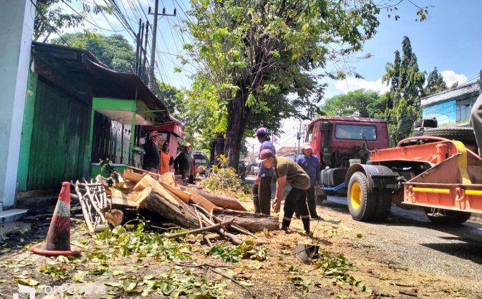 Bahayakan Pengendara, BBPJN VIII Tebang Pohon di Pinggir Jalan