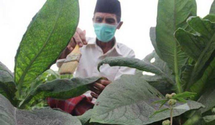 Pabrikan Ragukan Kualitas, Petani Tembakau di Bondowoso Terancam Gulung Tikar