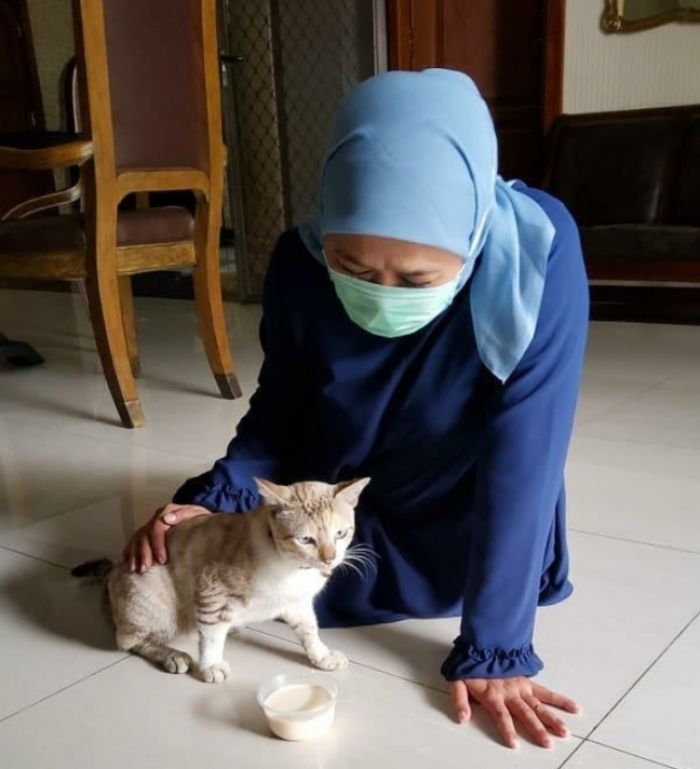 ​Masih Isolasi, Gubernur Khofifah Ditemani Kucing, Ramu Empon-Empon sendiri