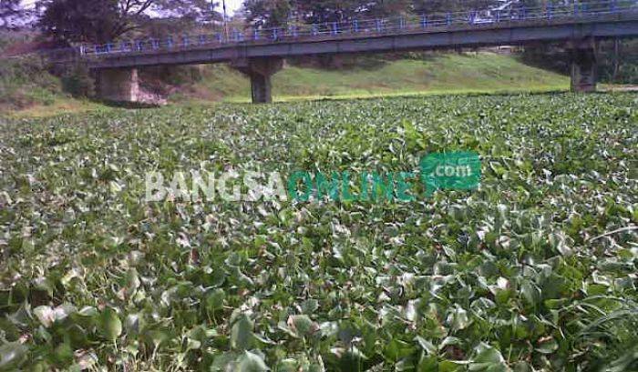 Terowongan di Besuki Tulungagung Dipenuhi Eceng Gondok, Warga Takut Banjir