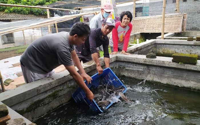 Pokdakan Makmur Sejahtera Dapat Bantuan Indukan Lele dari Dinas Kelautan dan Perikanan Jatim