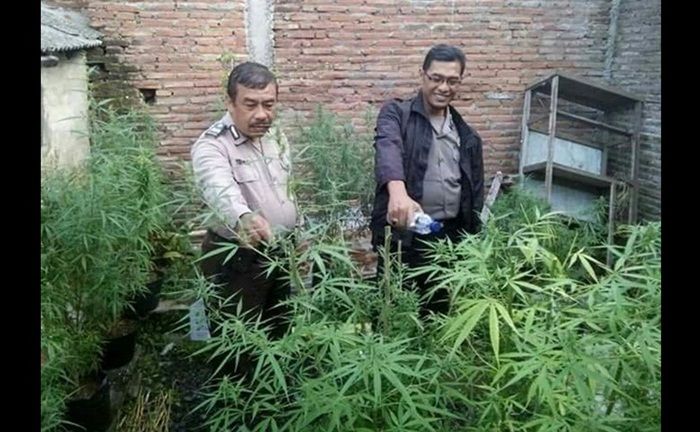 Nekat Budidaya Ganja di Rumah, Polres Malang Kota Ringkus 4 Sekawan