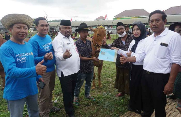 HUT ke-492 Pamekasan, DKPP Gelar Kontes Ternak Sapi Madura dan Kambing Etawa