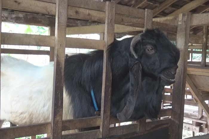 Mendekati Hari Raya Idul Adha, Harga Kambing Kurban Mulai Naik