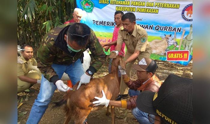 Pastikan Hewan Qurban Aman dari Penyakit Menular, DKPP Pamekasan Lakukan Pemeriksaan