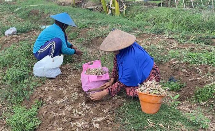 Gagal Panen, Petani Bawang Merah di Tuban Rugi Puluhan Juta