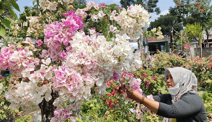 Tarik Pelanggan, Pasutri di Kediri Padukan Kedai Kopi dengan Kebun Bunga Bougenville