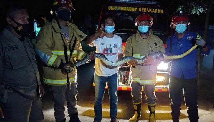 Damkar Trenggalek Evakuasi 2 Ular Sanca di Lokasi yang Berbeda