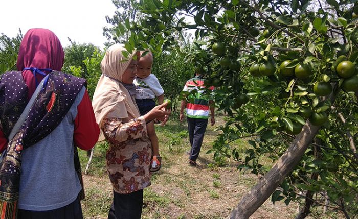 Menikmati Wisata Petik Jeruk Desa Candisari Sambeng: Tiket Rp 10 Ribu, Bisa Makan Buah Sepuasnya