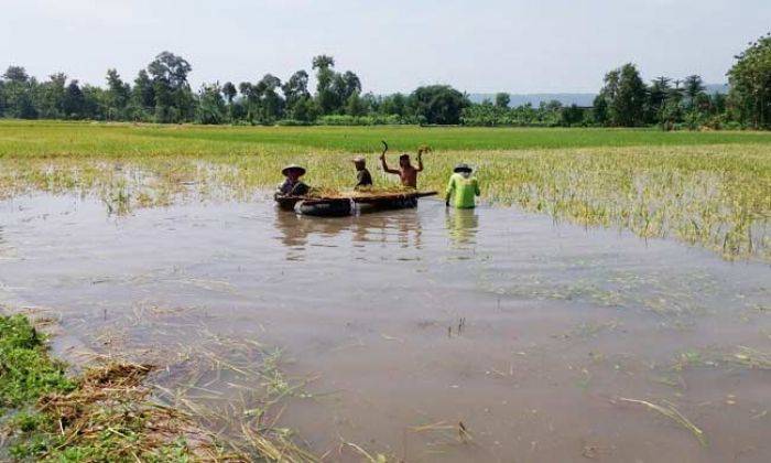 Dampak Banjir di Tulungagung, Petani Terpaksa Panen Dini