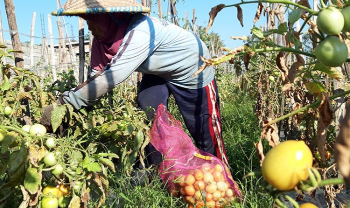 Pandemi, Harga Tomat Terjun Bebas Hingga Rp 1.000 per Kilogram dan Timun Rp 500 per Kilogram