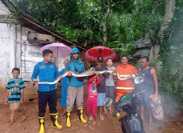 Sering Mangsa Hewan Ternak, Ular Piton Sepanjang 2,5 Meter Diamankan Damkar Tuban