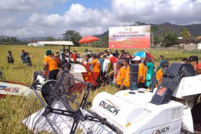 Trenggalek Panen Padi Organik 