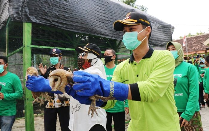 ​Bupati Bojonegoro Dorong Petani Pelihara Burung Hantu untuk Basmi Hama Tikus