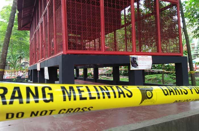 Usai Serang Balita, Pemkot Blitar Segera Lakukan Evaluasi Kandang Siamang di Kebonrojo