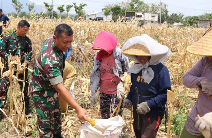 Bersama Warga Desa Pagung, Dandim 0809/Kediri Panen Jagung di Lokasi TMMD ke-122