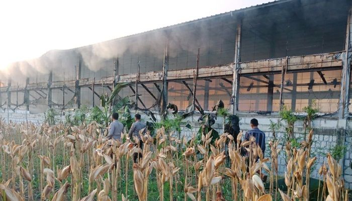 Dua Kandang Susun Terbakar, Puluhan Ribu Ayam di Tuban Hangus Terpanggang, Kerugian Capai Miliaran