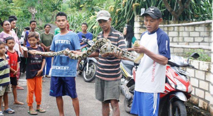 Ular Raksasa Hebohkan Kampung Bektiharjo Tuban