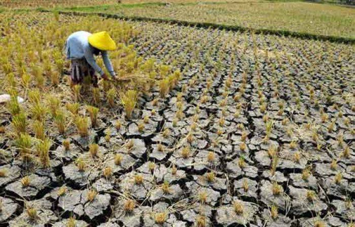 18 Desa di Blitar Rawan Kekeringan, BPBD Siapkan Air Bersih