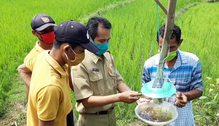 ​Cegah Serangan Serangga, Petani Bobang Kediri Ciptakan Alat Pembasmi Ramah Lingkungan