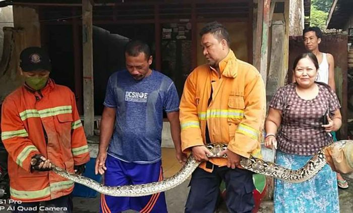 Masuk Kandang Ayam, Damkar Gresik Tangkap Piton Sepanjang 4 Meter