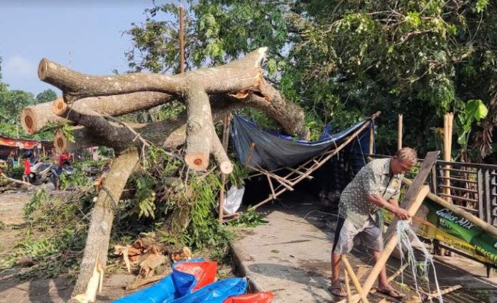 Hujan dan Angin Landa Kediri, Pohon Trembesi Besar Tumbang Timpa Tiga Warung