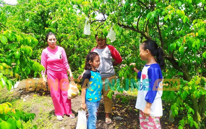 Wow, Wisata Petik Buah Blimbing Madu Kini Ada di Jombang