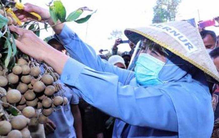 Petik Perdana Buah Klengkeng, Gubernur Khofifah: Kualitas Premium, Berpotensi Tembus Internasional