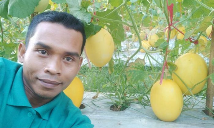 Kecewa Dengan Pangsa Pasar Tembakau di Pamekasan, Sukses Kembangkan Melon Golden