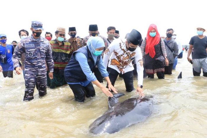 Siapkan Eskavator Penguburan lkan Paus yang Terdampar, Khofifah: Yang Mati Diteliti FKH Unair