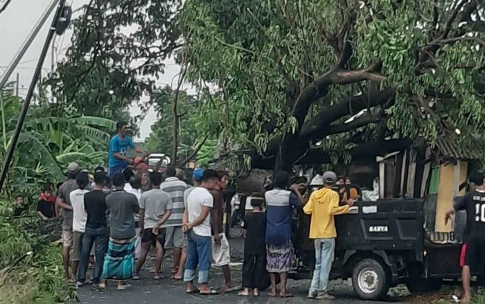 Puting Beliung Terjang Sidayu dan Ujungpangkah Gresik, Pohon, PJU, dan Tiang Listrik Roboh