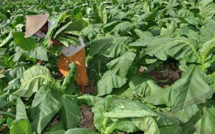 Petani Tembakau Lamongan Panen, Kualitas Bagus, Harga Mahal