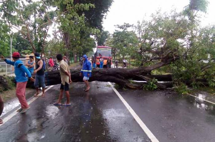 Pohon Besar di Jalur Bojonegoro-Surabaya Roboh, Timpa Pengendara Bermotor